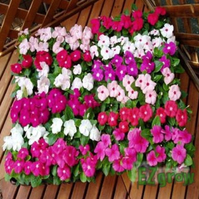 100pcs mixed color vinca periwinkle flower seeds bonsai EZgrow