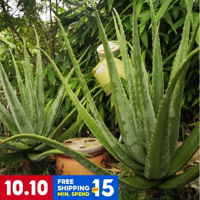 Fresh Organic Aloe Vera plant Shopee Malaysia