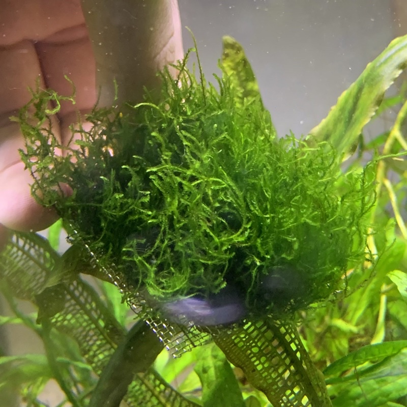 (DOA) Flame Moss (Fully submerged) (5x5cm) Aquatic Plant/ Aquascape