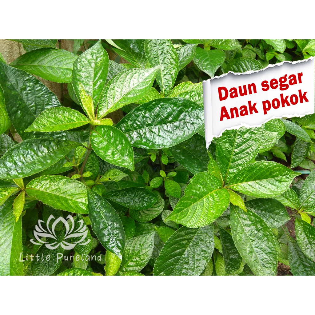 Awe-Inspiring Daun Pecah Tujuh Ideas