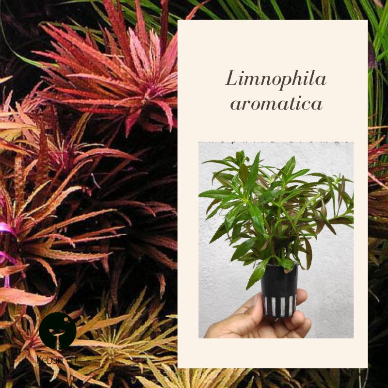 (WHOLESALE)Aquarium plants Aquatic plants Limnophila aromatica (emersed