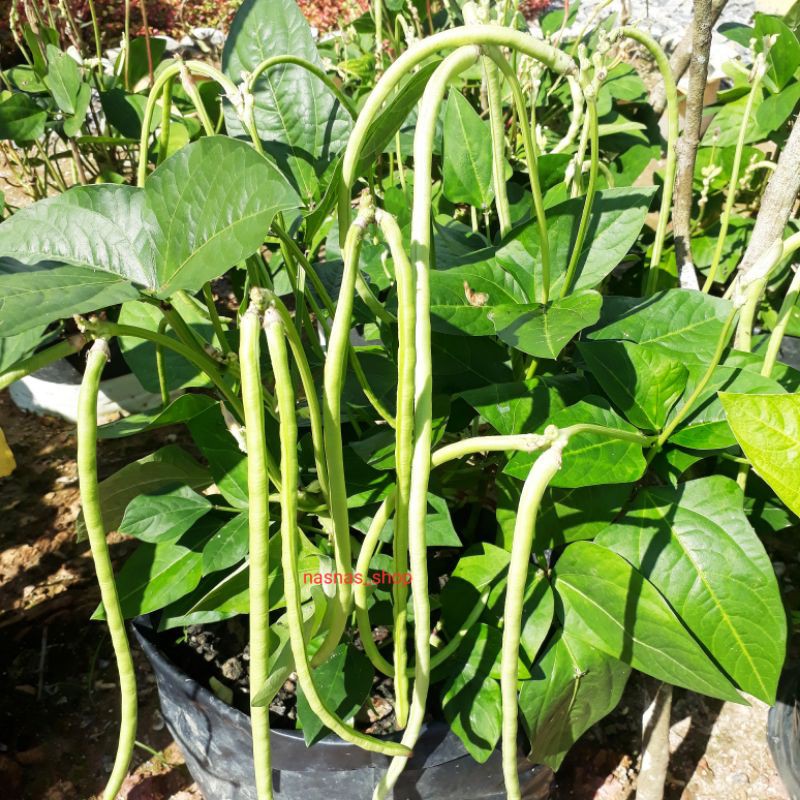 15pcs Biji Benih Kacang Panjang Renek / Dwarf Long Bean Seeds Shopee