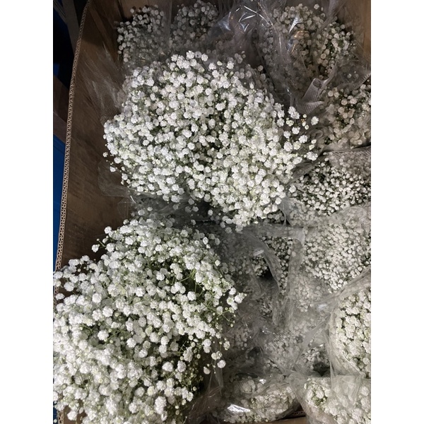 (Ready stock) Fresh Baby Breath from C𝙰𝙼𝙴𝚁𝙾𝙽 𝙷𝙸𝙶𝙷𝙻𝙰𝙽𝙳𝚂 Shopee Malaysia