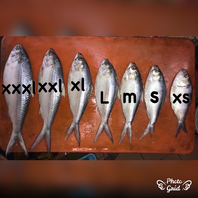 PROMOSI IKAN TERUBUK MASIN SARAWAK LOCAL FROM SARAWAK VIRAL Shopee