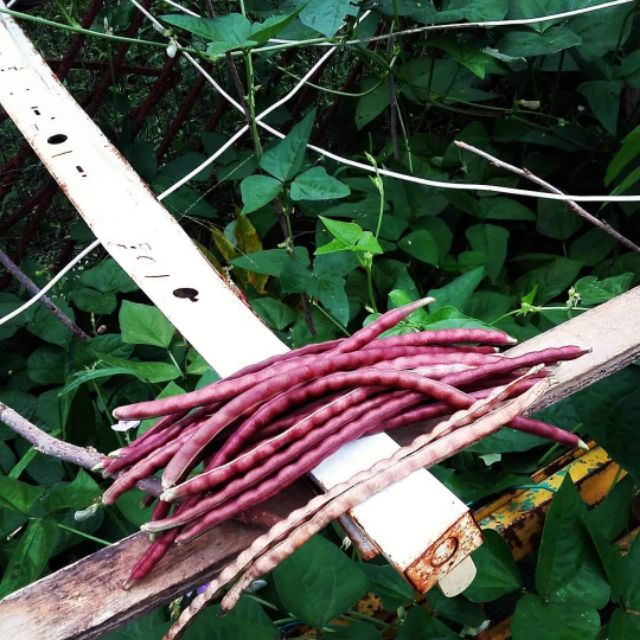Kacang Panjang Merah/Ungu Red Long Bean Shopee Malaysia