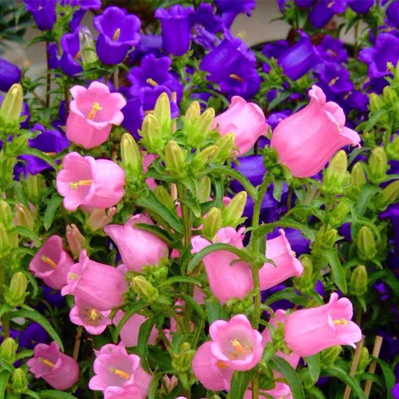 Campanula flower seeds 100pcsBiji bunga benih Campanula 100pcs风铃草种子