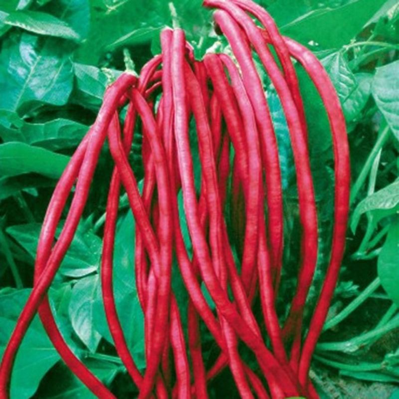 Benih Kacang Panjang Merah Renek 10pcs/Dwarf Long Bean(Red)/无架红长豆