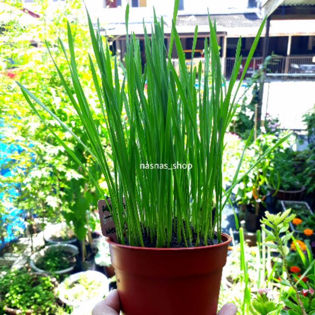 Biji Benih Rumput Kucing 50pcs Wheatgrass Seeds Rumput Gandum Edible