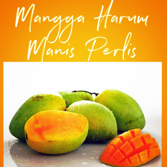 Mangga Harum Manis Perlis subseera