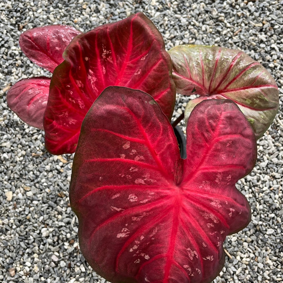 Happy garden nursery, Online Shop Shopee Malaysia