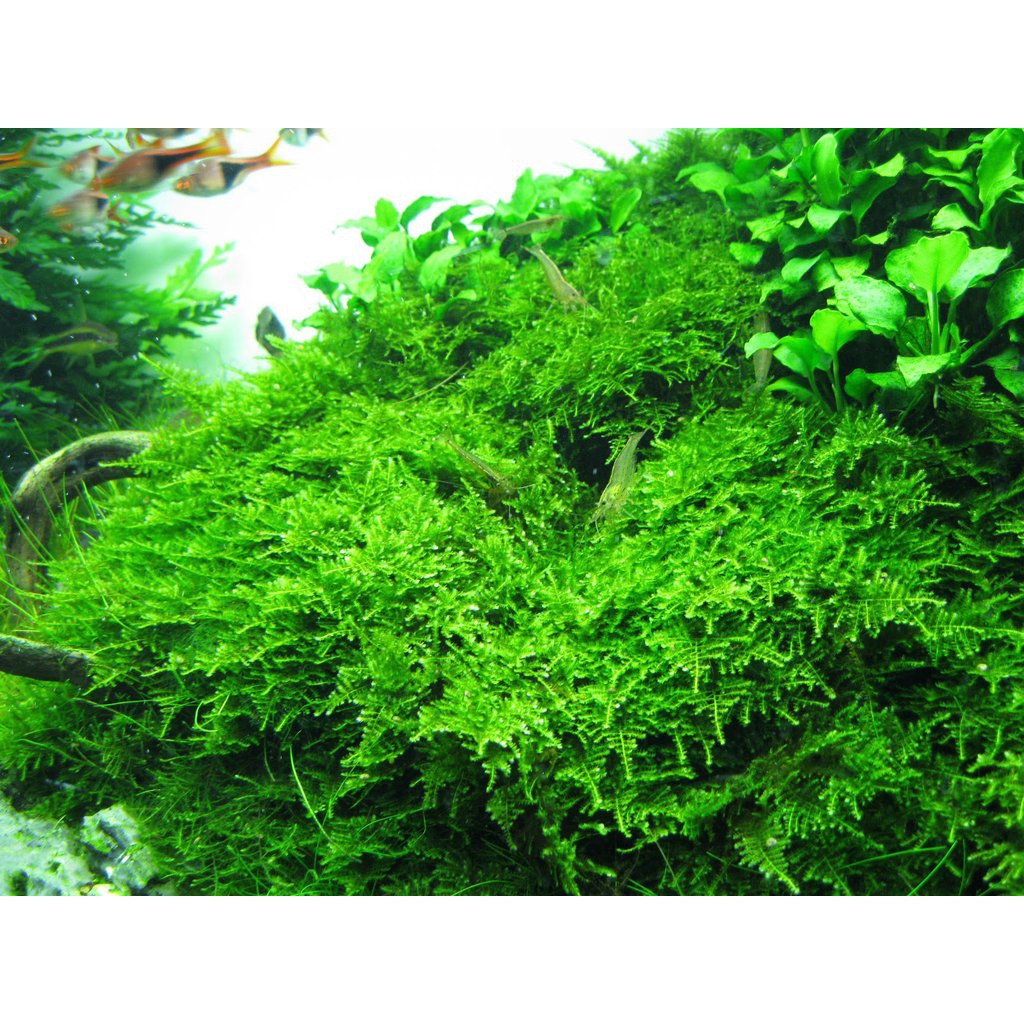 (WHOLESALE)Aquarium plants Aquatic plants Christmas moss (emersed/daun