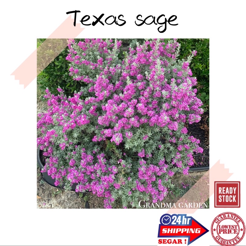 (GG Real Plant) texas sage ^ leucophyllum frustescens cenizo barometer