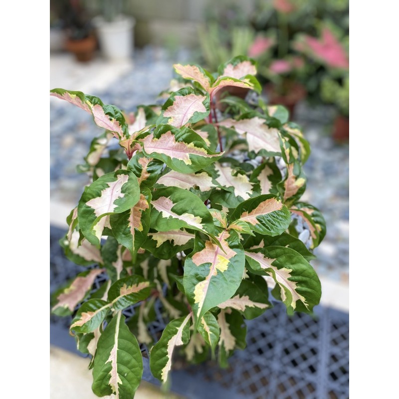 [Green Heart Station] Graptophyllum pictum (Jamaican croton/Caricature