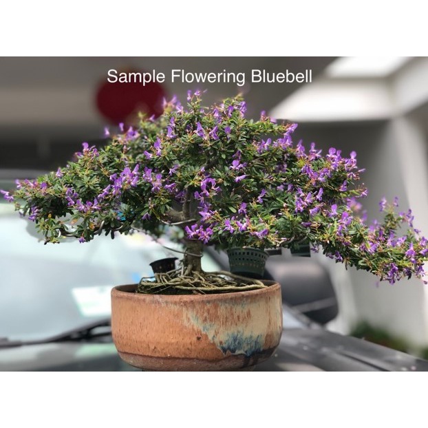 LIVE PLANT VIETNAMESE BLUE BELL BONSAI PLANT DESMODIUM BLUE BELL FRAGRANT FLOWER POKOK BONZAI