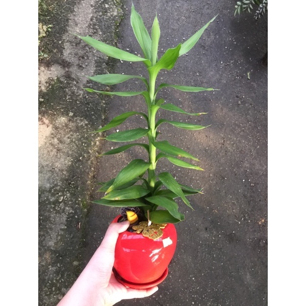 DRACAENA WITH CERAMIC POT / 莲花竹/ LOTUS BAMBOO / INDOOR PLANT / POT