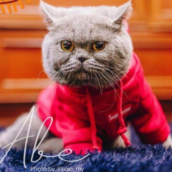 Pet Clothes Go Pet, Online Shop Shopee Malaysia