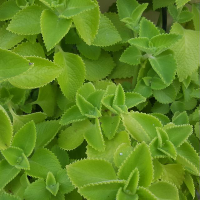 Anak Pokok Cuban Oregano Pokok Bangun2 (Herba Inggeris Organik