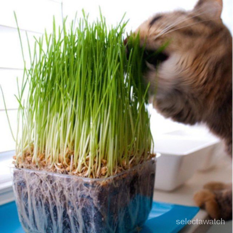 50 Pcs Biji Benih Rumput Kucing Cat Grass Seeds Hydroponic Plants Set