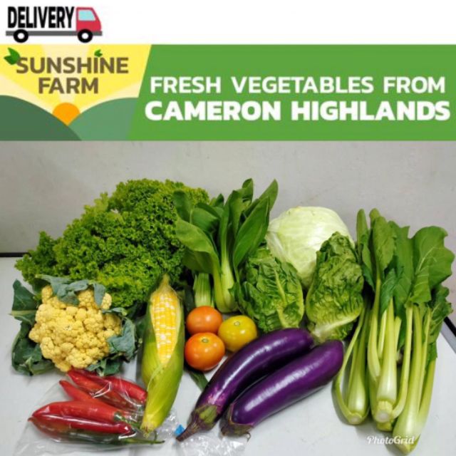 Fresh vegetables cameron highlands Shopee Malaysia