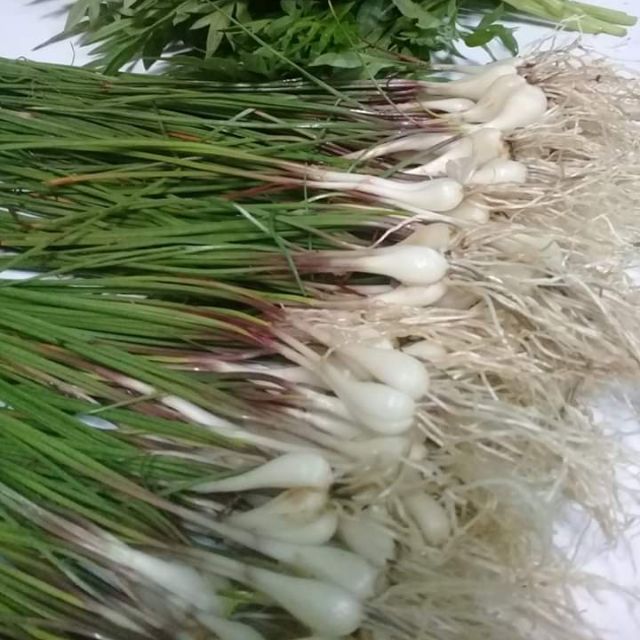 Lokio jambak bawang batak Shopee Malaysia