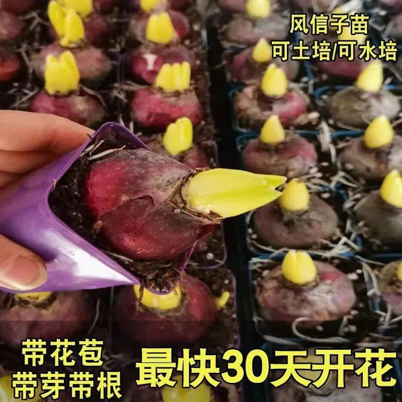 Imported hyacinth seed ball soil culture进口风信子种球土培大球荷兰进口盆栽水养水培套装带芽带根种子苗