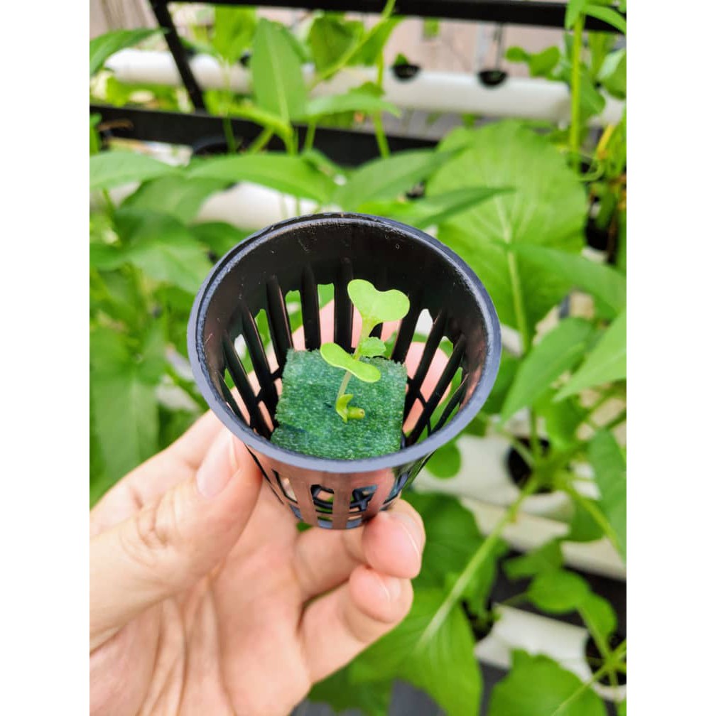 Hydroponic/Aquaponic Net Pot 4.5cm x 6cm Shopee Malaysia