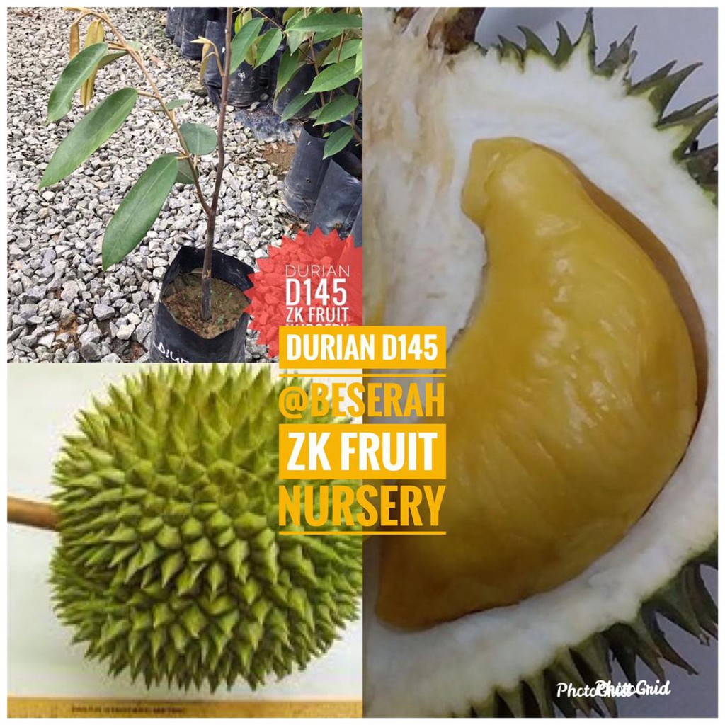 Anak pokok durian D145 Beserah Mek Hijau Super rare