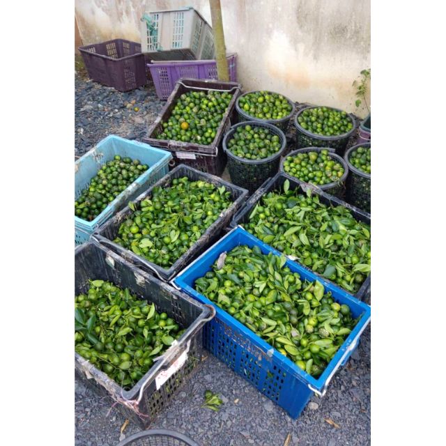 Buah Limau kasturi dipetik segar 1kg area jitra kedah