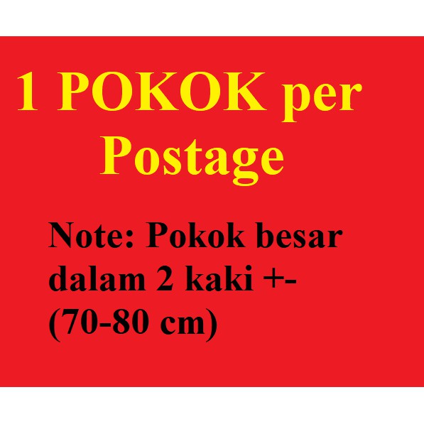 Tahan Lasak In English Joncxt