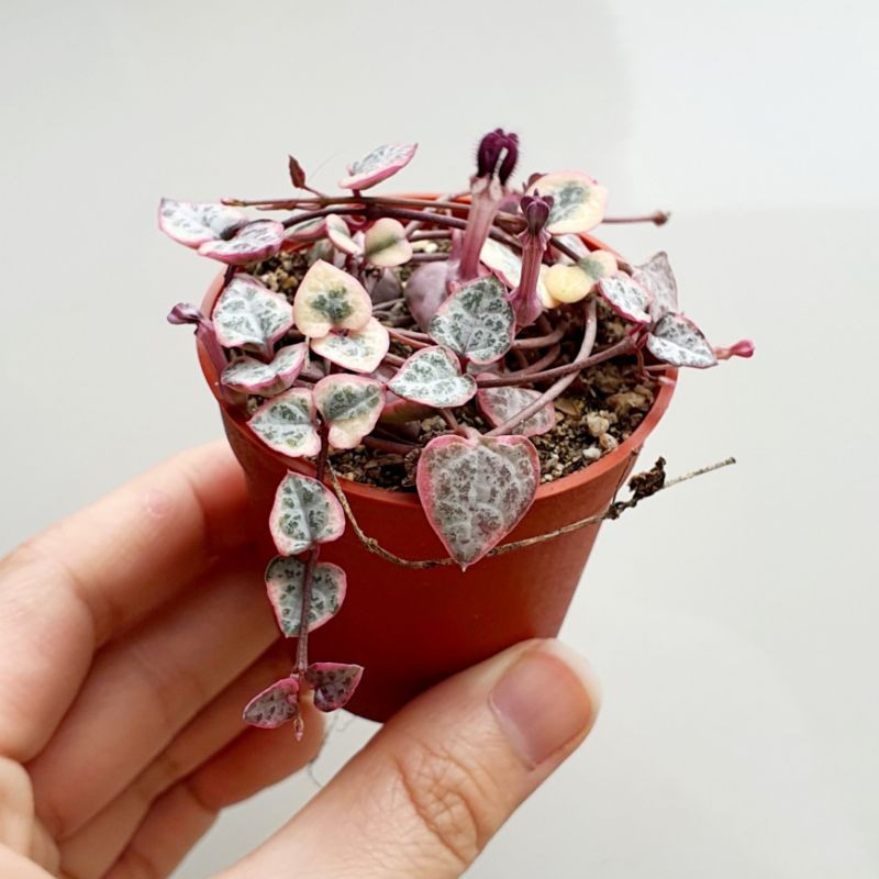 Variegated String Of Hearts Succulent live plants Shopee Malaysia