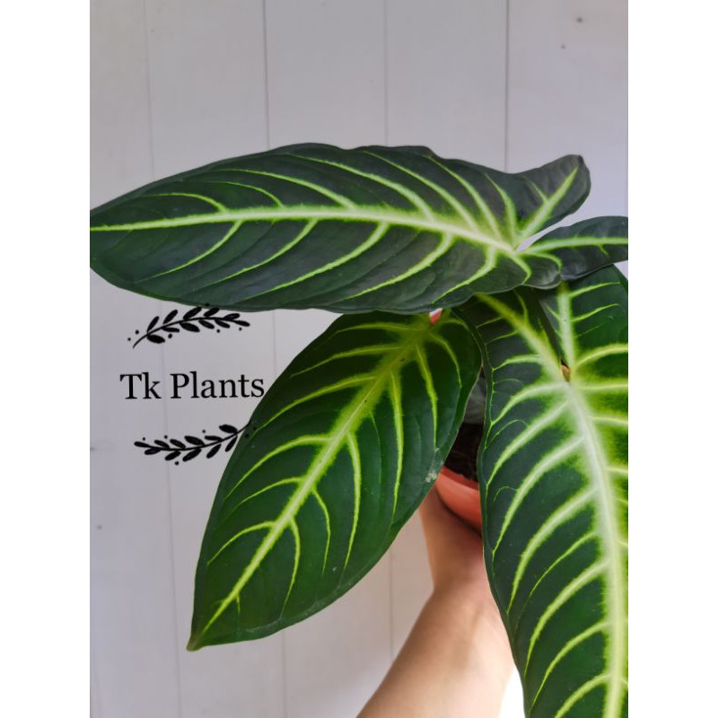 TKP , Caladium Lindenii , Caladium Zebra , keladi kuda , real live