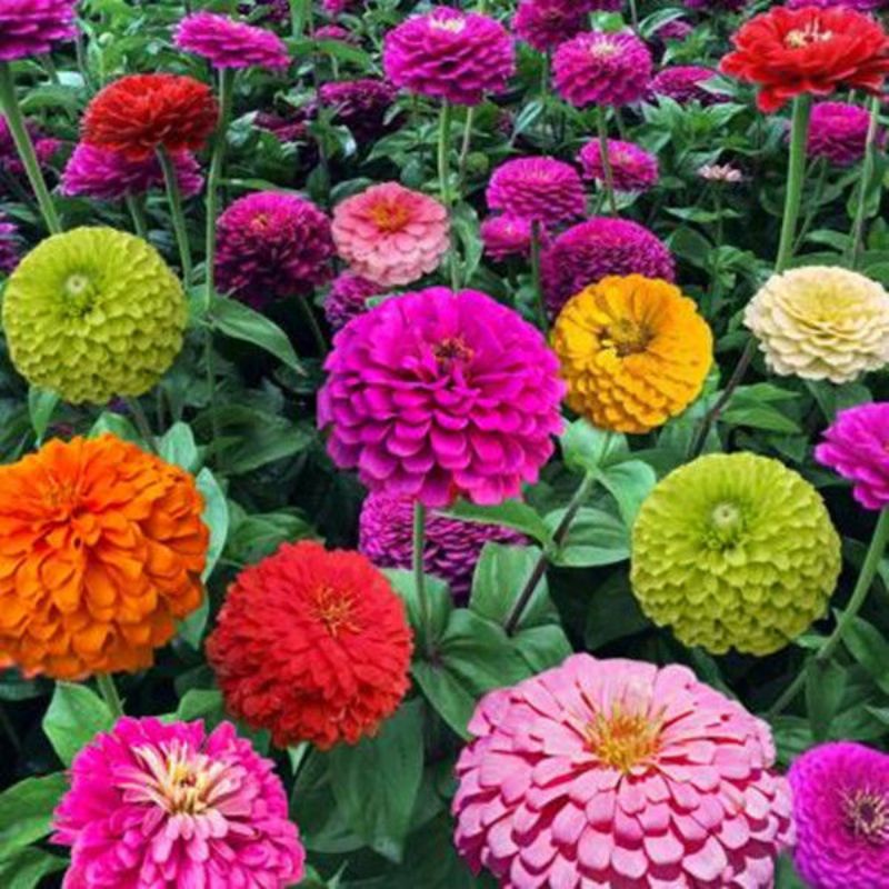 Biji Bernih Zinnia 百日菊/百日草种子 100pcs 容易种 发芽率高 随便撒随便生Zinnia Flower Seeds
