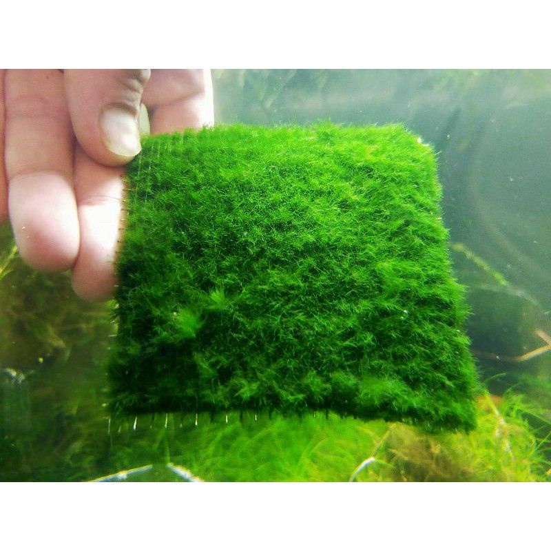 Green velvet moss carpet plant, low tech carpet plant, aquascape moss