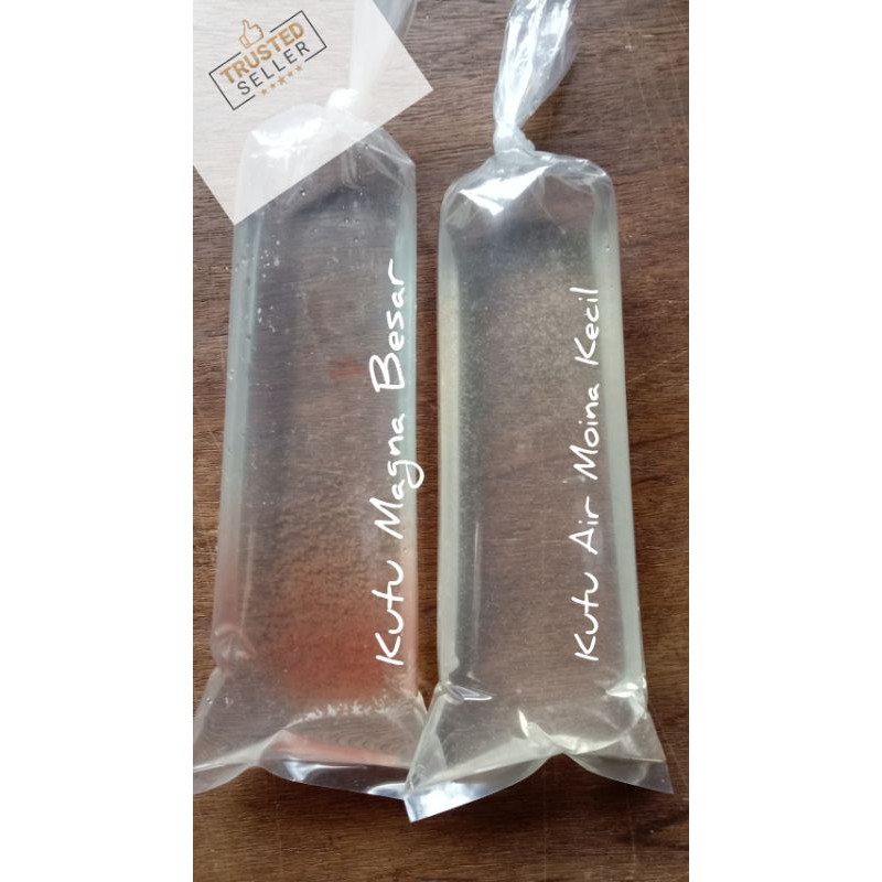 Starter Kutu Air Magna Dan Moina Shopee Malaysia