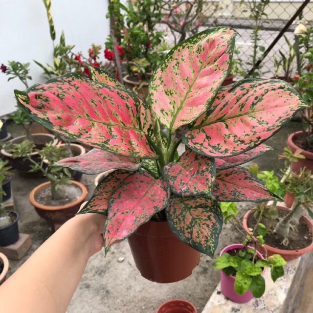 Aglaonema Chinese Evergreens (GreenPink) Indoor Plant with Pot