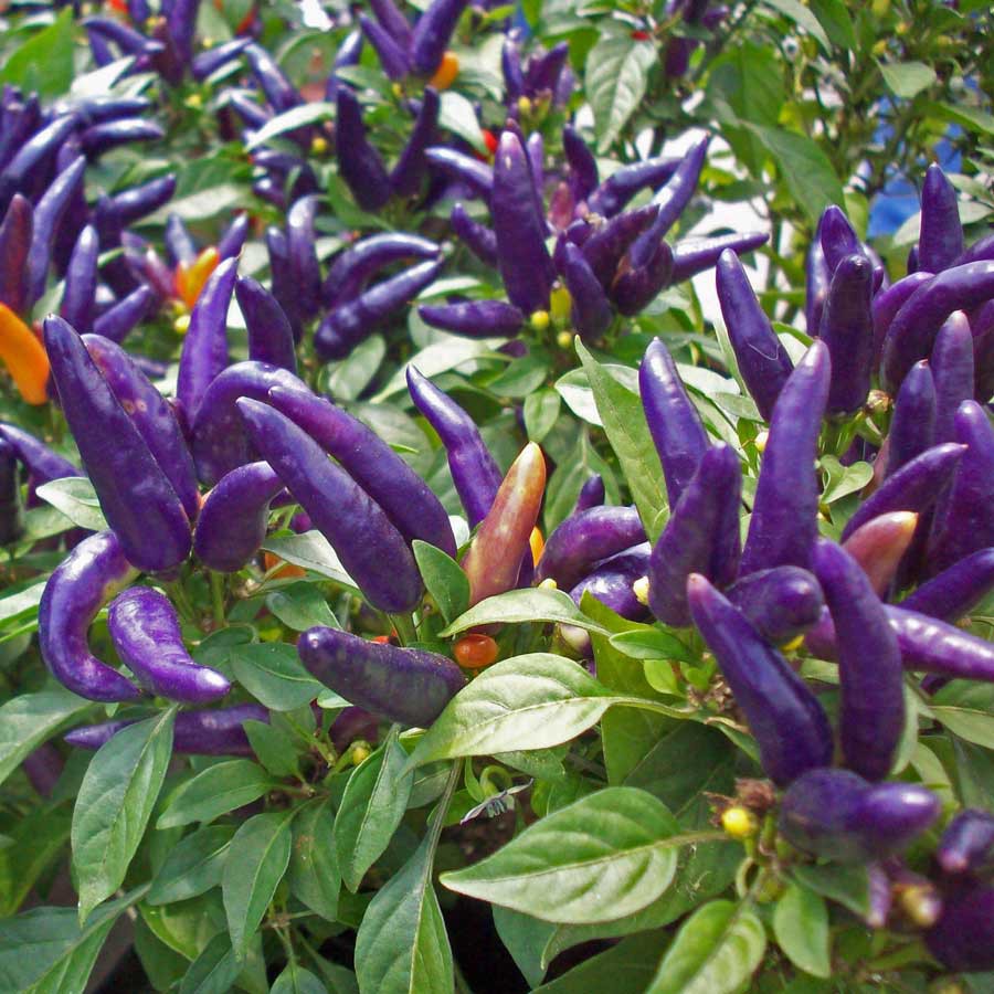 Masquerade Purple Chilli Paddy Bird Eye Pepper Cili Padi 10 Seeds