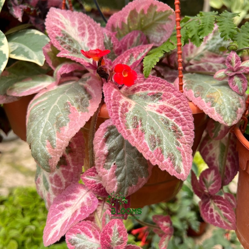 RARE ID EPISCIA CLEOPATRA Live Plant Shopee Malaysia