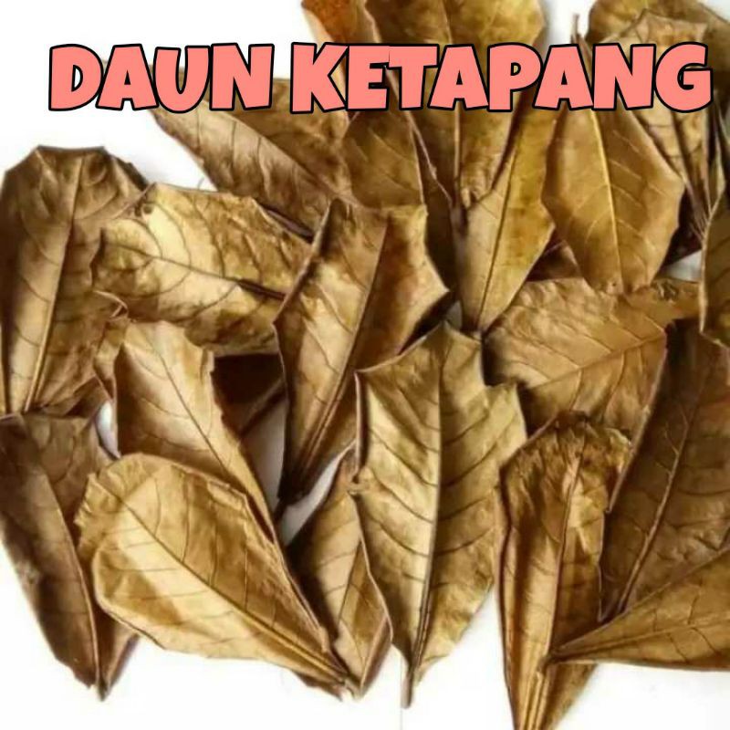 Cool Cara Penggunaan Daun Ketapang Penurun Ph 2023