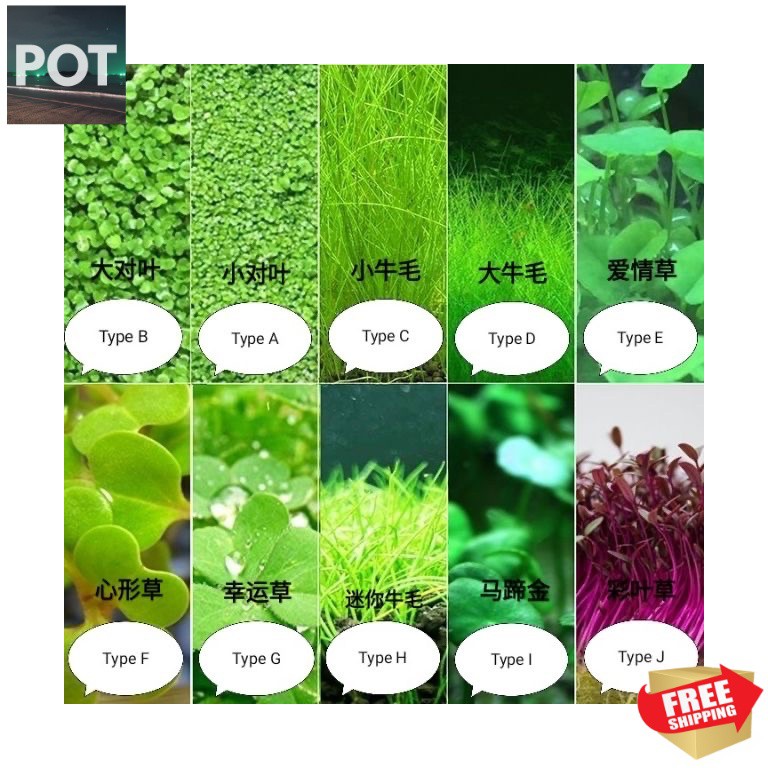 Aquarium Plant Seeds Shopee Malaysia