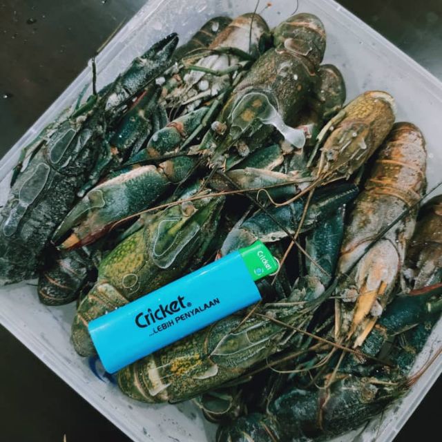 udang lobster air tawar