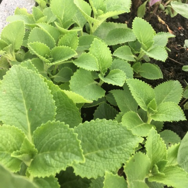 MURAH!!! anak pokok berakar oregano/bangunbangun/ mexican mint