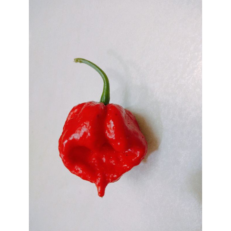 Carolina Reaper Seeds (Hottest Chilli Worldwide) Shopee Malaysia