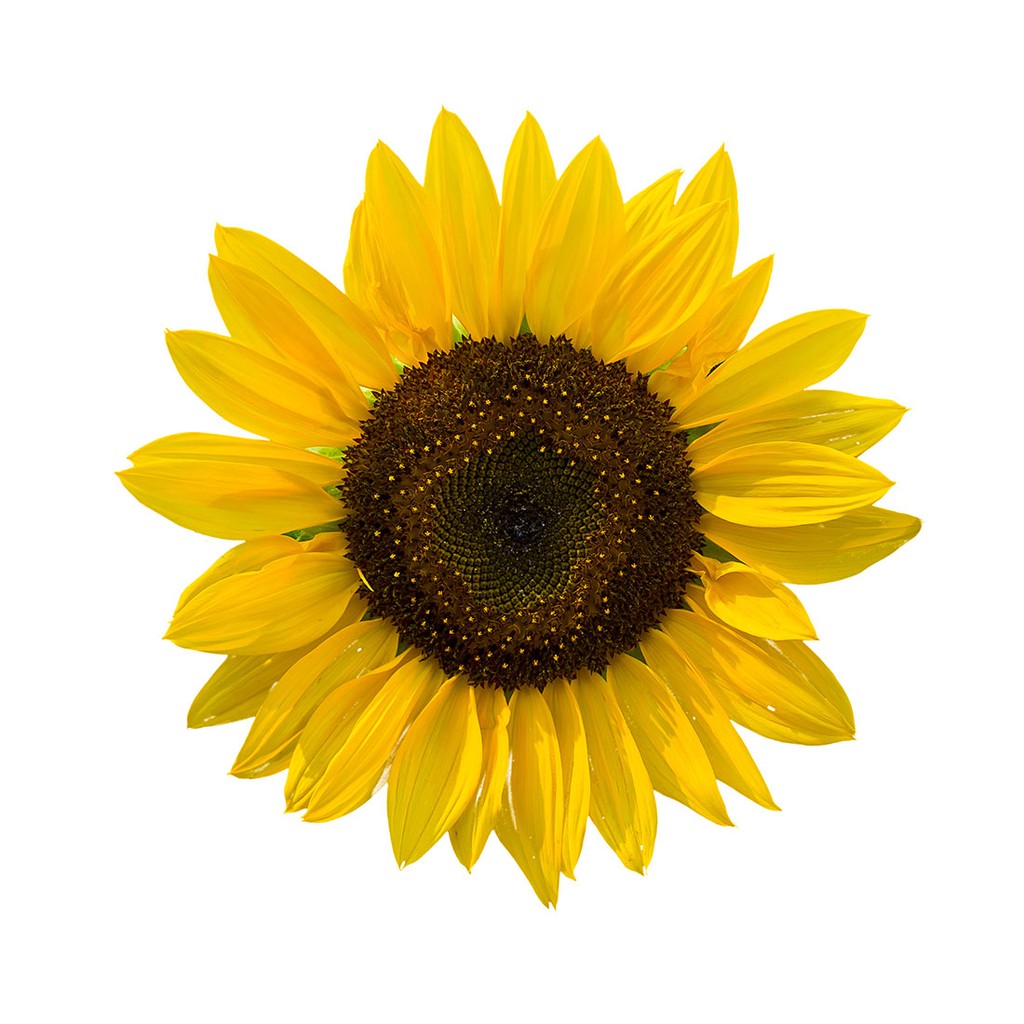 Cameron Highlands Fresh Flower Sunflower x 5 stems Shopee Malaysia