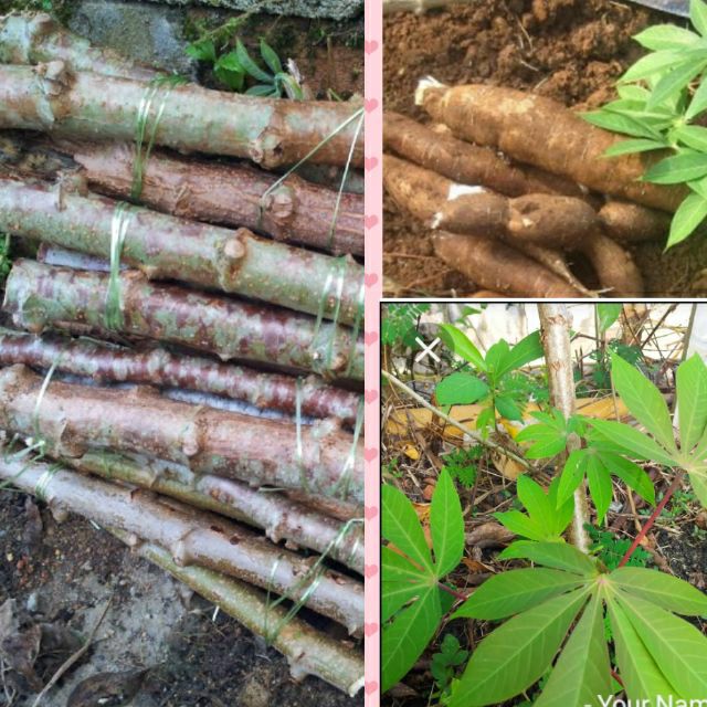 Tanam Ubi Kayu Dalam Pasu / Ilmu Pengetahuan Teratak Maya Tempatku