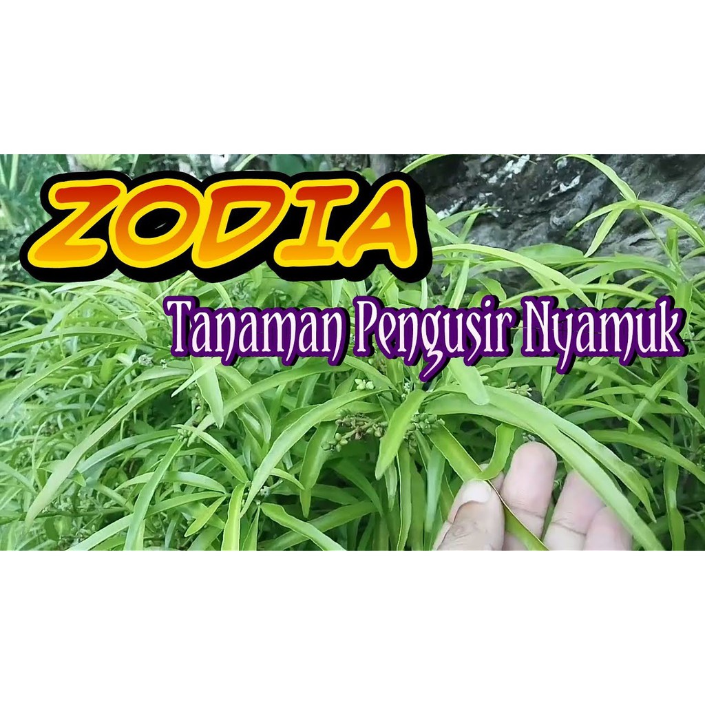 REAL LIVE INDOOR PLANT ZODIA MOSQUITOES REPELLENT WITH POLYBAG POKOK HALAU NYAMUK Shopee Malaysia