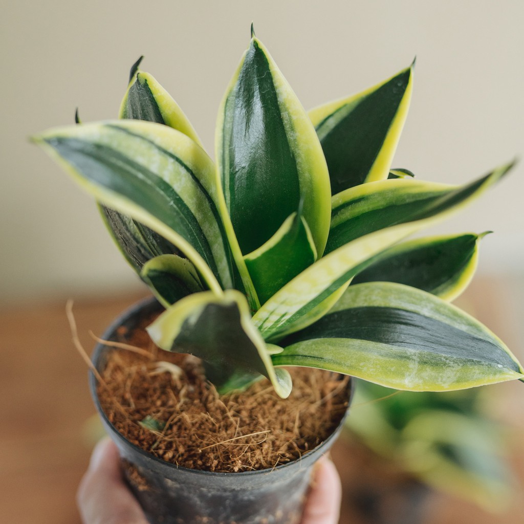 The Plant Project REAL LIVE PLANT SANSEVIERIA Black Star Snake Plant