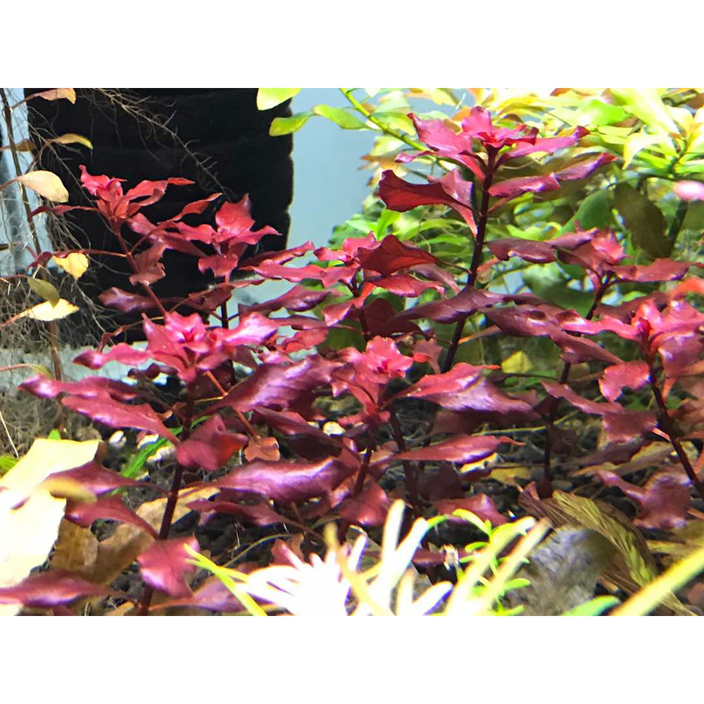 Ludwigia Sp. 'Super Red' (Aquatic Plant / Aquarium) Shopee Malaysia