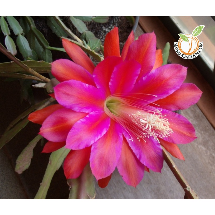 New Live Plant Pokok Bunga BAKA WALI Night of Queen Epiphyllum and Bat