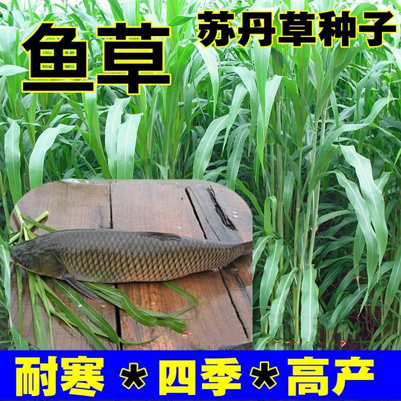 Imported fish grass seeds Sudan grass seeds Highyield fish grass seed