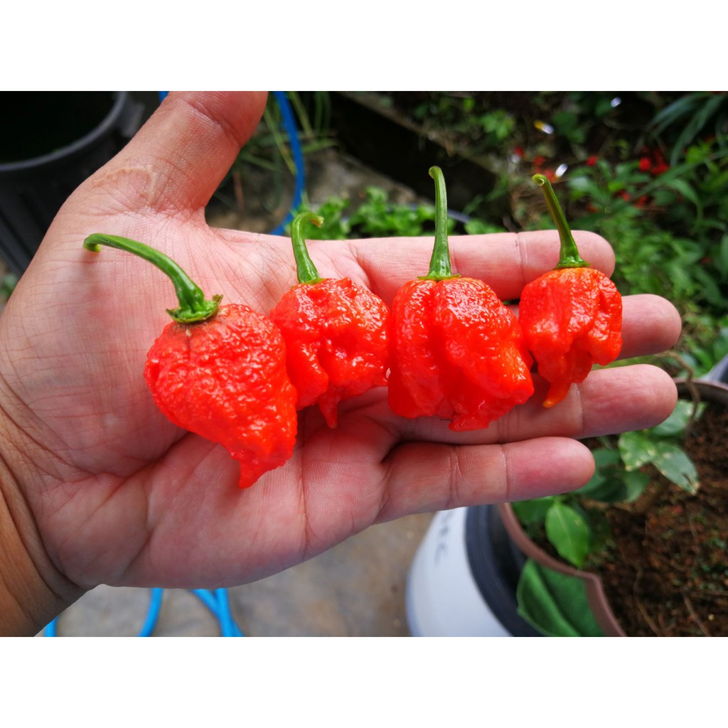Fresh Carolina Reaper Pods The World Hottest Pepper Shopee Malaysia